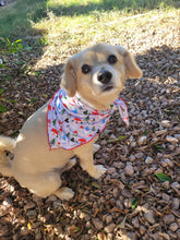 Load image into Gallery viewer, Gnomes Dog Bandanas